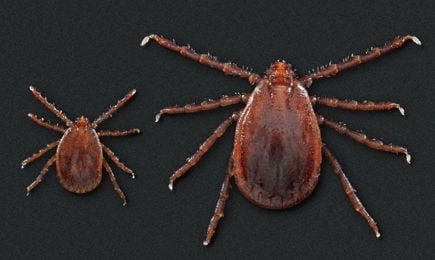 Asian longhorned ticks